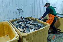 Рыбоводный завод на Ямале выходит на импортозамещение