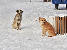 Жители Белой Калитвы жалуются на стаю бешенных собак
