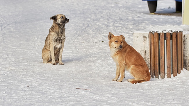 Жители Белой Калитвы жалуются на стаю бешенных собак
