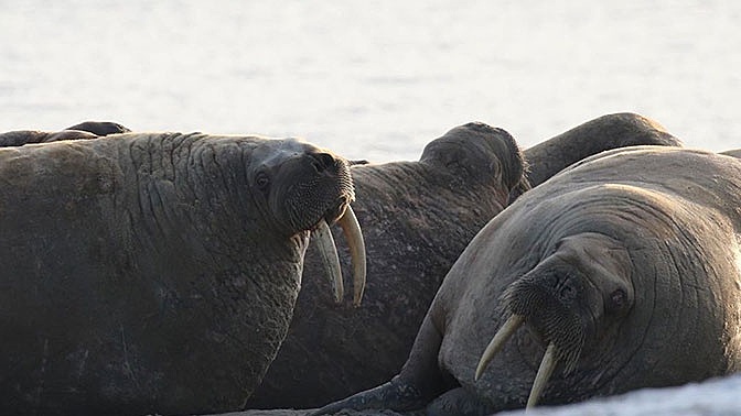 На Ямале зафиксировано необъяснимое нашествие моржей