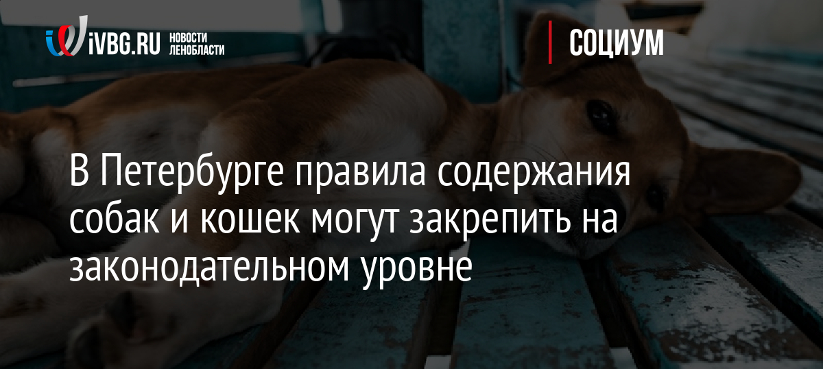 В Петербурге правила содержания собак и кошек могут закрепить на законодательном уровне