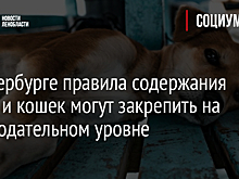 В Петербурге правила содержания собак и кошек могут закрепить на законодательном уровне