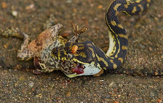 Змеи «научились» противостоять воздействию токсина