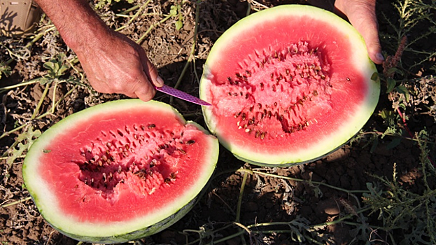 Туристический центр Саратовской области разыгрывает арбуз от чиновников и носки со стерлядью