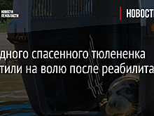 Еще одного спасенного тюлененка выпустили на волю после реабилитации