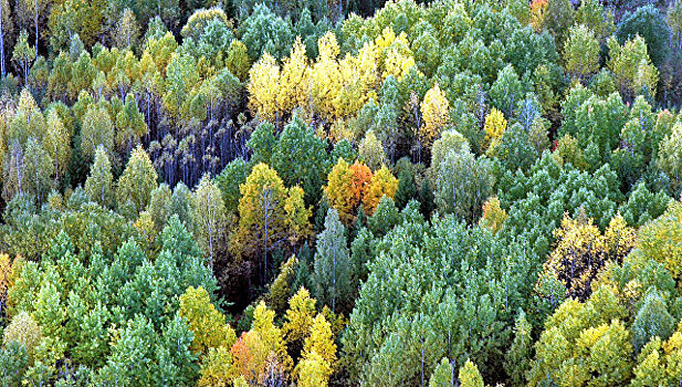 Утверждена новая Стратегия развития лесного комплекса до 2030 года