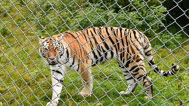 Yle: зоопарк города Эхтяри продали за €1 после банкротства