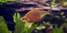 Гиганские золотые рыбки стали угрозой для водоемов