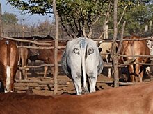 Нарисованные на заду глаза на удивление эффективно защищают коров от хищников