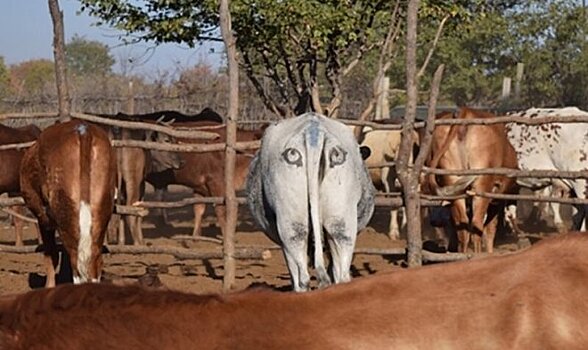 Нарисованные на заду глаза на удивление эффективно защищают коров от хищников