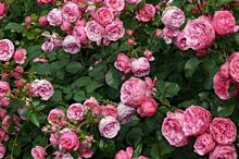 С клумб в центре Рязани вандалы украли 77 кустов роз