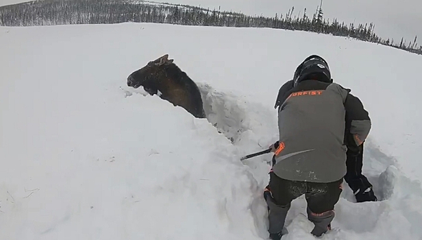 Канадские туристы спасли угодившего в снежную ловушку лося