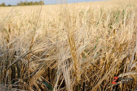 Красноярское сельхозпредприятие получит поддержку в рамках нацпроекта