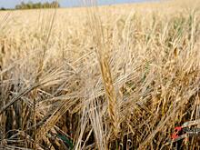 Красноярское сельхозпредприятие получит поддержку в рамках нацпроекта