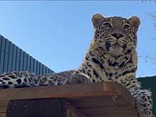Двухлетний леопард Умка переехал в новый вольер в Сочи