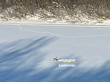 Косуля вышла к кемеровчанам в центре города