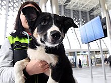 Аэропорт Симферополь ищет "тайных пассажиров"