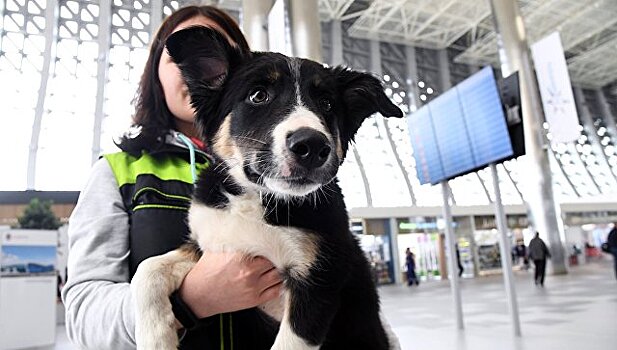 Аэропорт Симферополь ищет "тайных пассажиров"