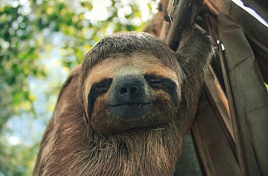 Какие животные — самые медленные в мире?