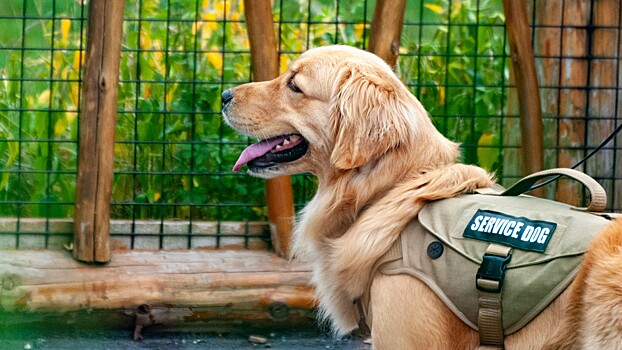 Дрессировщик объяснил умение собак брать след