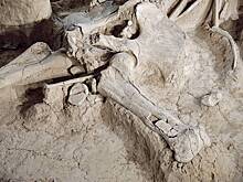 Хранившийся в музее мамонт оказался китом