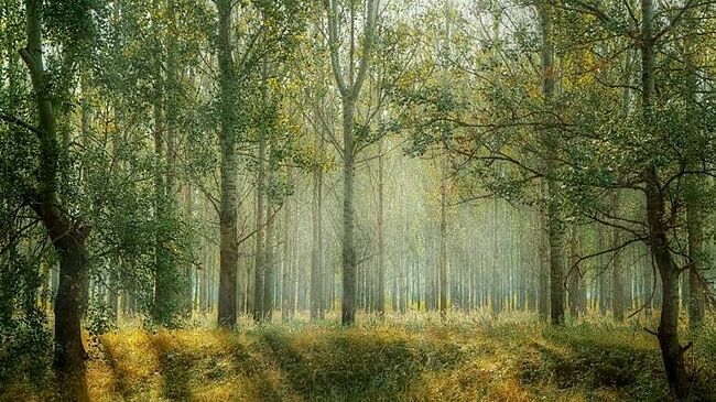 Сенаторы обсудят вопросы развития лесного хозяйства