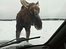 В Кировской области в декабре произошло 4 ДТП с участием лосей