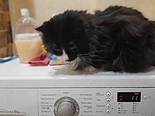 На проблемы с ремонтом стиральных машин из-за санкций жалуются российские домохозяйки
