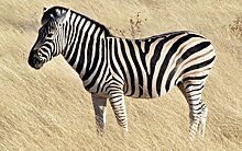 Ученые выдвинули версию предназначения полос зебр