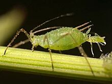 Чем обработать деревья и кустарники от вредителей?