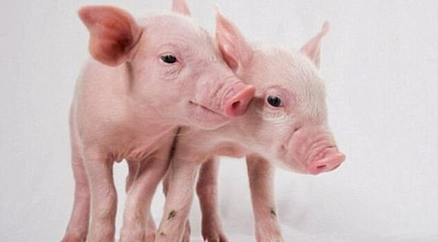 Органы для трансплантаций будут выращивать в теле свиньи