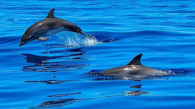 Охота дельфинов под Крымским мостом попала на видео