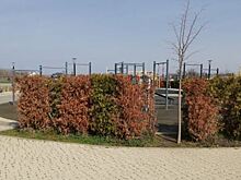 В Сочи ученые прогнозируют вспышку усыхания растений