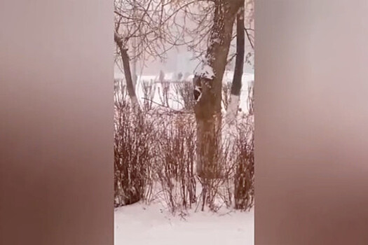 На Урале дети-скейтеры катались с мемориала погибшим в ВОВ