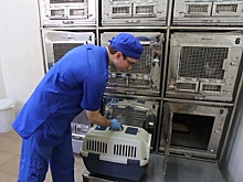 ГБУ «Мосветстанция» напоминает о своевременной вакцинации домашних животных