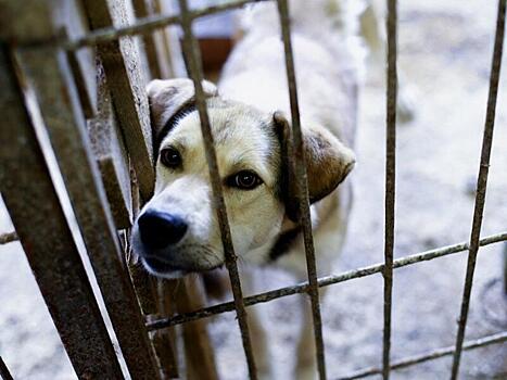Приют для бездомных собак построили за 40 миллионов в Чите