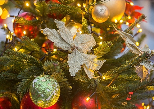 Елки из Дании, Бельгии и Шотландии предлагают купить жителям Саранска