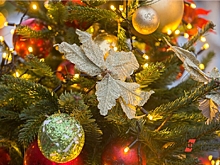 Елки из Дании, Бельгии и Шотландии предлагают купить жителям Саранска