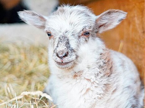 Детеныши валлийских и карликовых овец уэссан родились в Московском зоопарке