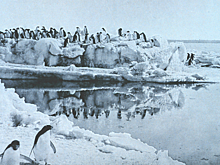 Запрещенная к печати книга 1910 года о пингвинах-некрофилах впервые увидит свет