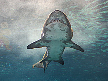 Мужчина столкнулся лицом к лицу с аномально большой смертельно опасной акулой