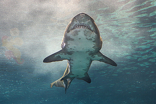 Мужчина столкнулся лицом к лицу с аномально большой смертельно опасной акулой
