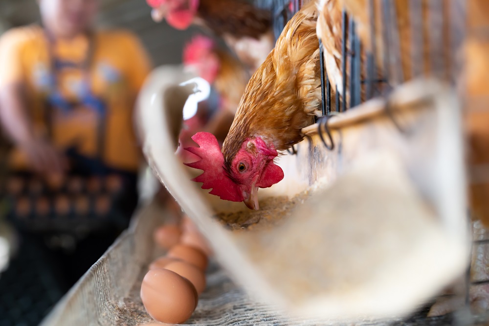 Брянская птицефабрика получила разрешение на экспорт курятины в Иран