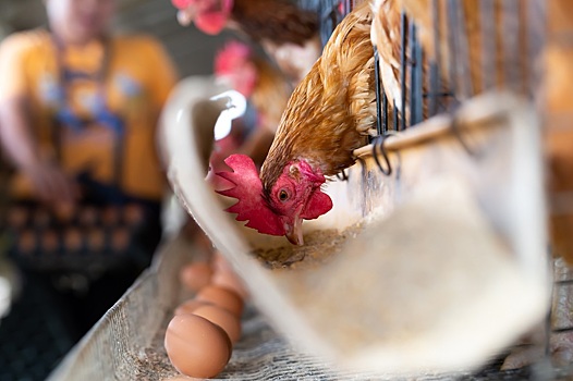 Брянская птицефабрика получила разрешение на экспорт курятины в Иран