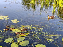 В 2025 году на реке Сызранке убрали 100 тысяч кубометров донного грунта