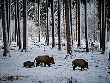 Песенка о голове кабана: как странное блюдо стало новогодней традицией в Англии
