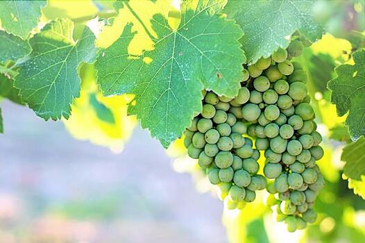 Филлоксера в саженцах винограда из итальянского питомника не осталась без внимания