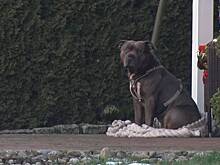 Бульдог насмерть загрыз хозяина и остался сидеть рядом с его телом