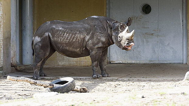 Столичный зоопарк выберет имя "носорожке"