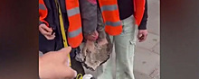 В Германии две экоактивистки приклеили руки к асфальту смесью бетона с эпоксидной смолой